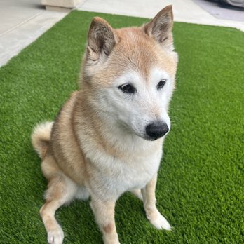 Fernando's Furry Friends - Pet Groomers Near Me - Oxnard, California