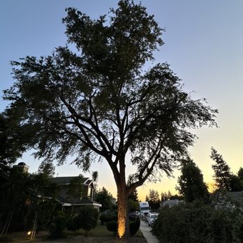 LVR Tree service - Trimmed up with light - Tree Services Near Me - Fresno, California