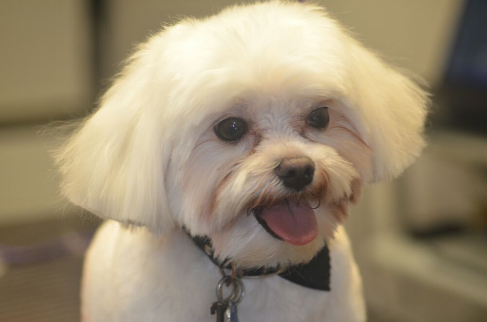 FURRS N PURRS Updated September 2024 48 Photos & 43 Reviews 159