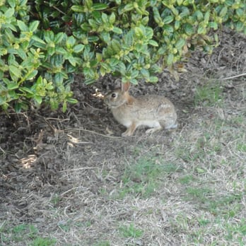 The Divide Golf Course - Hi Bunny! - Golf Near Me - Matthews, North Carolina