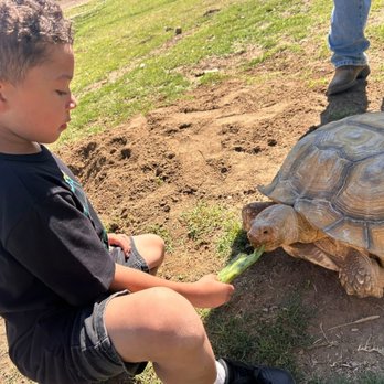 Tortoise Sanctuary Of Tracy - Feeding the tortoise - Attraction Farms Near Me - Tracy, California Tortoise Sanctuary Of Tracy - Feeding the tortoise - Attraction Farms Near Me - Tracy, California