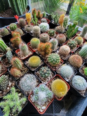 Come see our unique plants options - Come check out our unique plant collections! Come see our unique plants options - Come check out our unique plant collections!