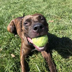 Mendocino Animal Hospital - Sasha
