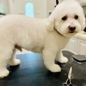 Casey's Kennel Services - Maltipoo little bear. - Pet Groomers Near Me - Gresham, Oregon