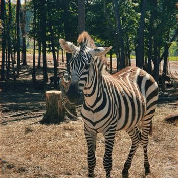 Zootastic Park - Zoos Near Me - Troutman, North Carolina Zootastic Park - Zoos Near Me - Troutman, North Carolina