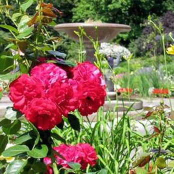 Rosengarten im Tiergarten - Rosen mit der Brunnenschale. - Botanical Gardens Near Me