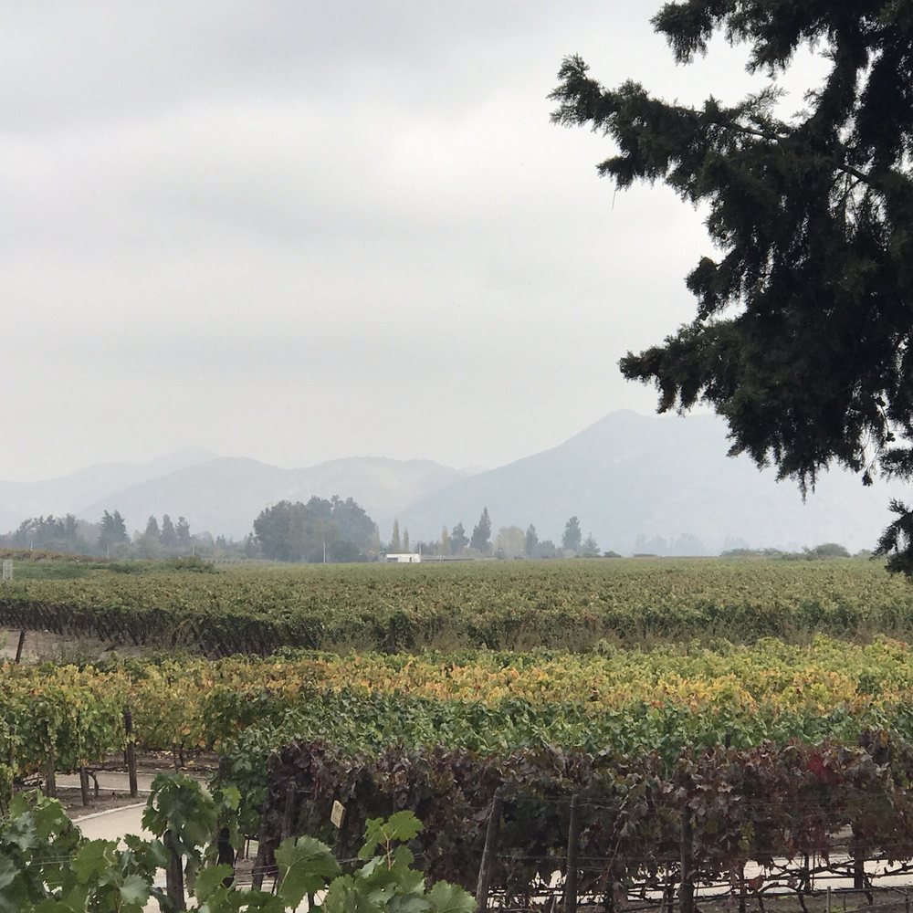 Concha y Toro - View of the Andes in the background - Wineries Near Me - Pirque, RM Concha y Toro - View of the Andes in the background - Wineries Near Me - Pirque, RM