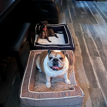 Top Grooming - So clean and happy! - Pet Groomers Near Me - Gardena, California