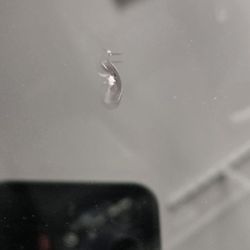 Chipmunks Windshield Repair & Restoration