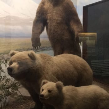 Field Museum - Bears - Museums Near Me - Chicago, Illinois Field Museum - Bears - Museums Near Me - Chicago, Illinois