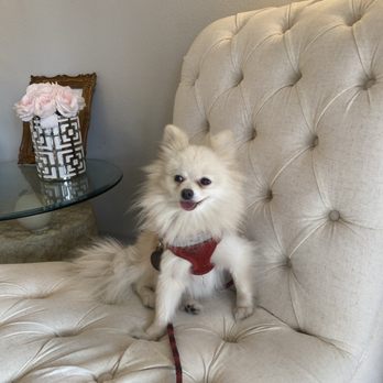 Bright Bites - Phoebe cakes - Veterinarians Near Me Bright Bites - Phoebe cakes - Veterinarians Near Me