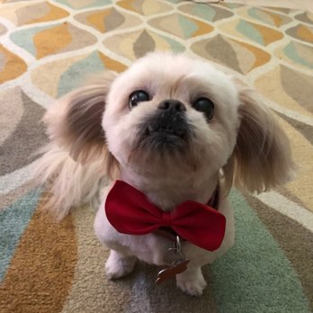 Le Bone Pet Spa - Underbite Heaven. He's always velvety soft after leaving Le Bone. - Pet Groomers Near Me - Pembroke Pines, Florida Le Bone Pet Spa - Underbite Heaven. He's always velvety soft after leaving Le Bone. - Pet Groomers Near Me - Pembroke Pines, Florida