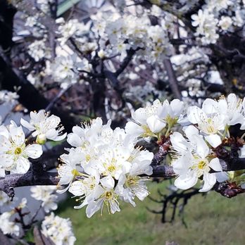 Markham Nature Park & Arboretum - Parks Near Me - Concord, California