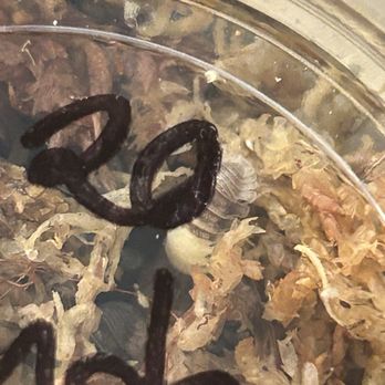 The Bio Dude - Panda King Isopods from The Bio Dude (so cute!) - Reptile Shops Near Me - Webster, Texas The Bio Dude - Panda King Isopods from The Bio Dude (so cute!) - Reptile Shops Near Me - Webster, Texas