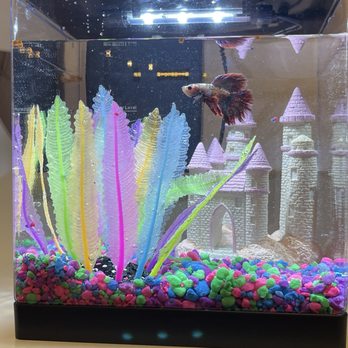 Petco - Fish from petco, tank and accessories we went to Walmart for since we had ZERO help what they need. - Pet Stores Near Me - Bonney Lake, Washington Petco - Fish from petco, tank and accessories we went to Walmart for since we had ZERO help what they need. - Pet Stores Near Me - Bonney Lake, Washington