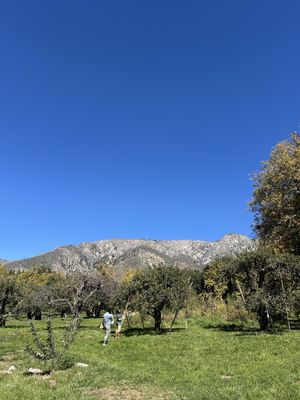 Willowbrook Apple Farm by null