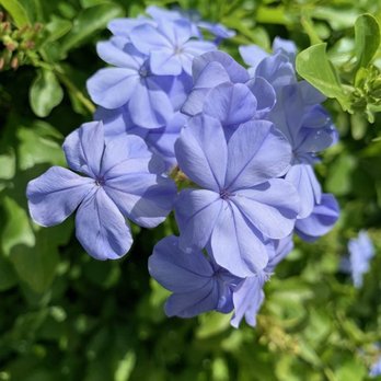 PurLawn - Call PurLawn to protect your plants and turf from diseases and pests this summer! - Pest Control Near Me - Delray Beach, Florida