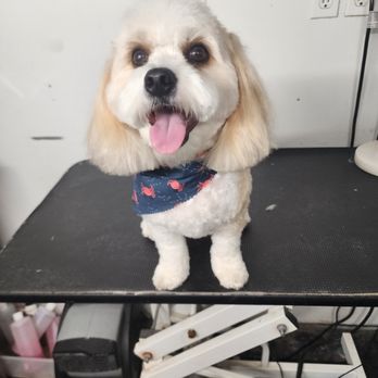 Doodle's Pet Grooming - Pet Boarding Near Me - Naples, Florida