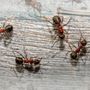 King Pest Solutions
