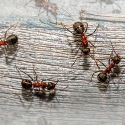 King Pest Solutions