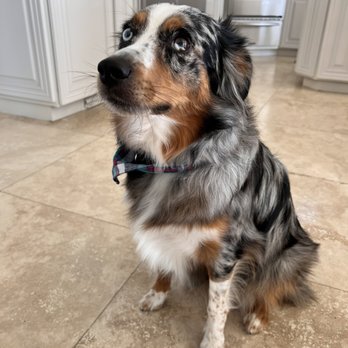 Bark & Bath - Sky - Pet Groomers Near Me - Sarasota, Florida