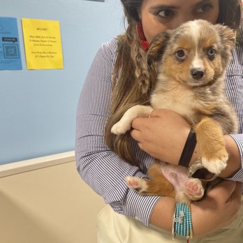 Blue Sky Puppies - Orlando - Pet Stores Near Me - Clermont, Florida Blue Sky Puppies - Orlando - Pet Stores Near Me - Clermont, Florida