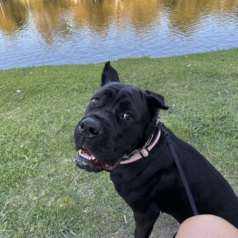 Obey My Commands Dog Training - Pet Training Near Me Obey My Commands Dog Training - Pet Training Near Me