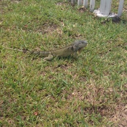 Iguana exploring the pool area.