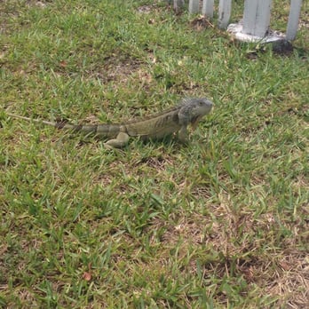 Seascape Resort and Marina - Iguana exploring the pool area. - Hotels Near Me - Marathon, Florida