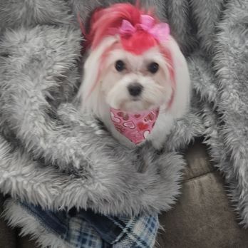 Bubbles & Bows - Lolly - Pet Services Near Me - Oklahoma City, Oklahoma Bubbles & Bows - Lolly - Pet Services Near Me - Oklahoma City, Oklahoma
