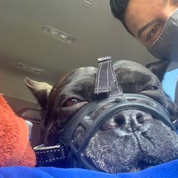Spartacus doesn't trust many ppl. dr.Hirsch Has so much patience with my knucklehead boy !