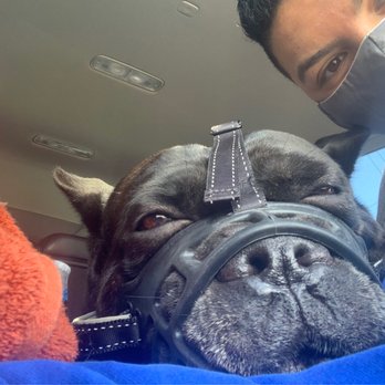 Longevity Veterinary Center - Spartacus doesn't trust many ppl. dr.Hirsch Has so much patience with my knucklehead boy ! - Veterinarians Near Me - Whippany, New Jersey