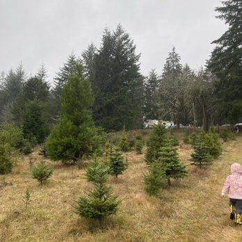 Black Lake Trees Christmas Tree - Christmas Trees Near Me - Olympia, Washington Black Lake Trees Christmas Tree - Christmas Trees Near Me - Olympia, Washington