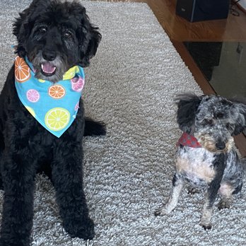 Pets and Bubbles Cafe - So cute! - Pet Groomers Near Me - Detroit, Michigan