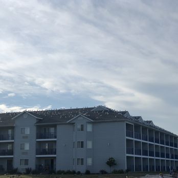 Best Western Harbour Pointe Lakefront - Seagulls on the roof of the Ontario building - Hotels Near Me - Saint Ignace, Michigan