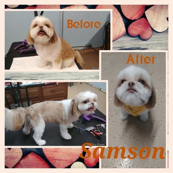 Sit Stay Groom - Pet Groomers Near Me - Paw Paw, Michigan Sit Stay Groom - Pet Groomers Near Me - Paw Paw, Michigan