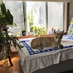 Four Town Veterinary Hospital