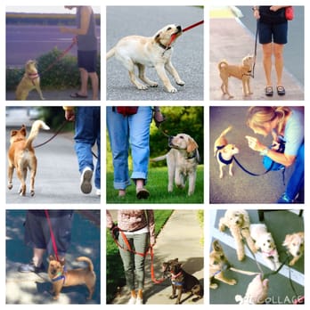 Just Paws Training - Pet Training Near Me