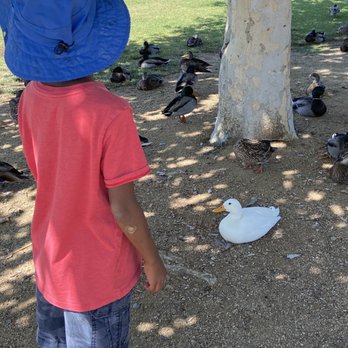 Conejo Creek North Park - Lots of cute little ducks. - Parks Near Me - Thousand Oaks, California Conejo Creek North Park - Lots of cute little ducks. - Parks Near Me - Thousand Oaks, California