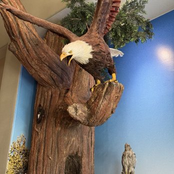 Big Bear Discovery Center - Bald Eagle - Hiking Near Me - Fawnskin, California Big Bear Discovery Center - Bald Eagle - Hiking Near Me - Fawnskin, California