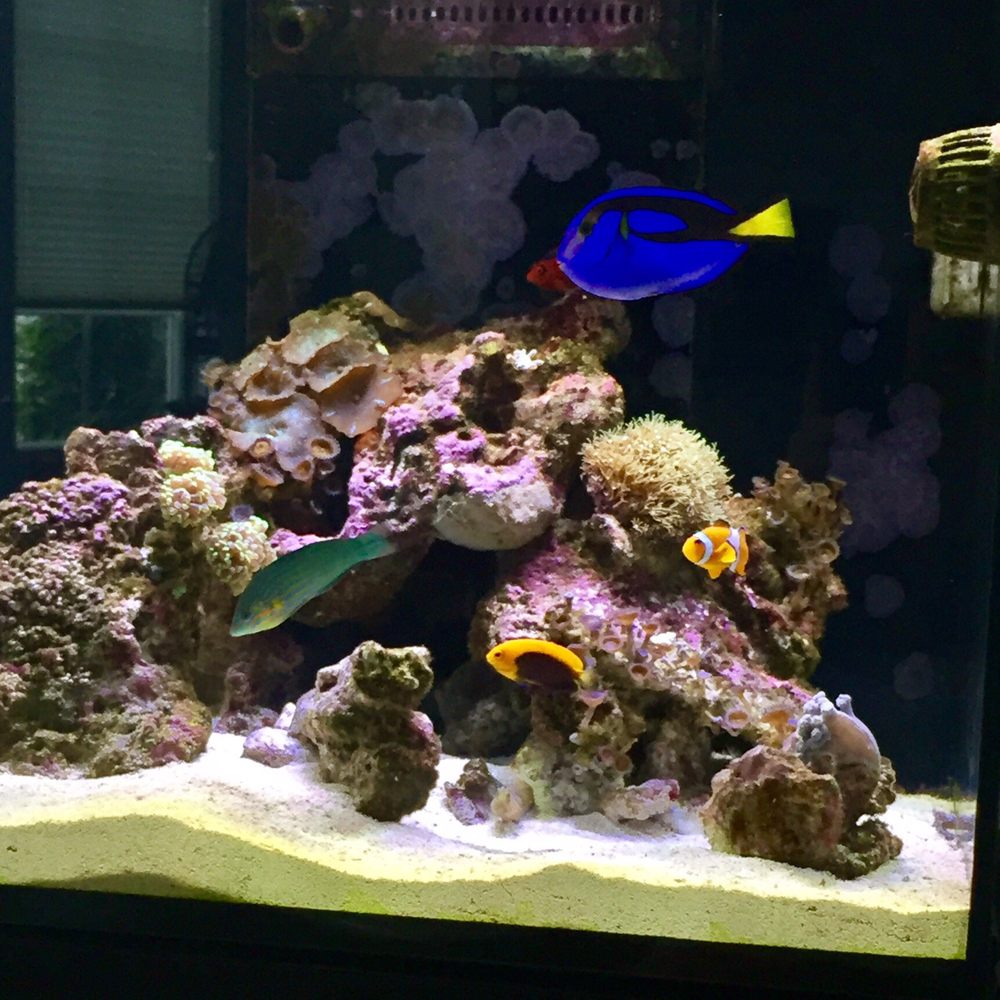 Aquarium Butler - Nothing like a peaceful setting and beautiful maintained aquarium. Nemo even found Dory!! - Aquarium Services Near Me Aquarium Butler - Nothing like a peaceful setting and beautiful maintained aquarium. Nemo even found Dory!! - Aquarium Services Near Me