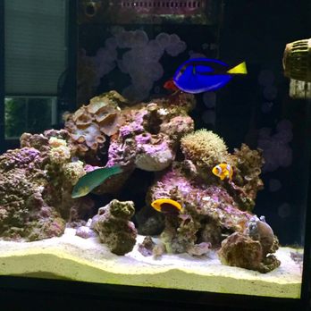 Aquarium Butler - Nothing like a peaceful setting and beautiful maintained aquarium. Nemo even found Dory!! - Aquarium Services Near Me Aquarium Butler - Nothing like a peaceful setting and beautiful maintained aquarium. Nemo even found Dory!! - Aquarium Services Near Me
