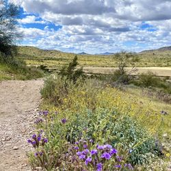 Sonoran Preserve