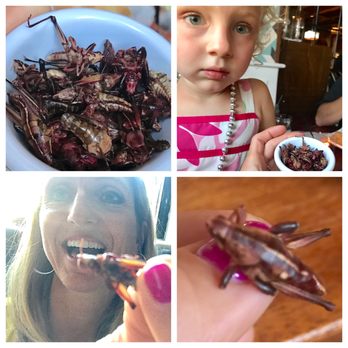 Madre - I tried the crickets! My kids weren't too sure haha. They were crunchy and tasted like sunflower seads. - Mexican Near Me - Torrance, California Madre - I tried the crickets! My kids weren't too sure haha. They were crunchy and tasted like sunflower seads. - Mexican Near Me - Torrance, California