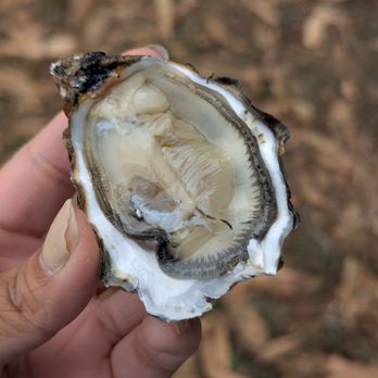 Tomales Bay Oyster Company - Kumamoto oyster - Seafood Markets Near Me - Marshall, California Tomales Bay Oyster Company - Kumamoto oyster - Seafood Markets Near Me - Marshall, California
