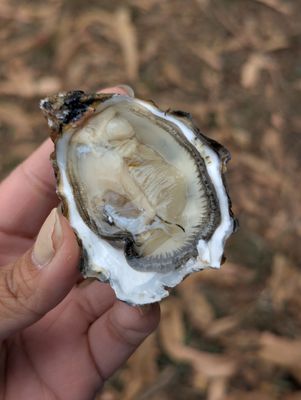 Tomales Bay Oyster Company by null