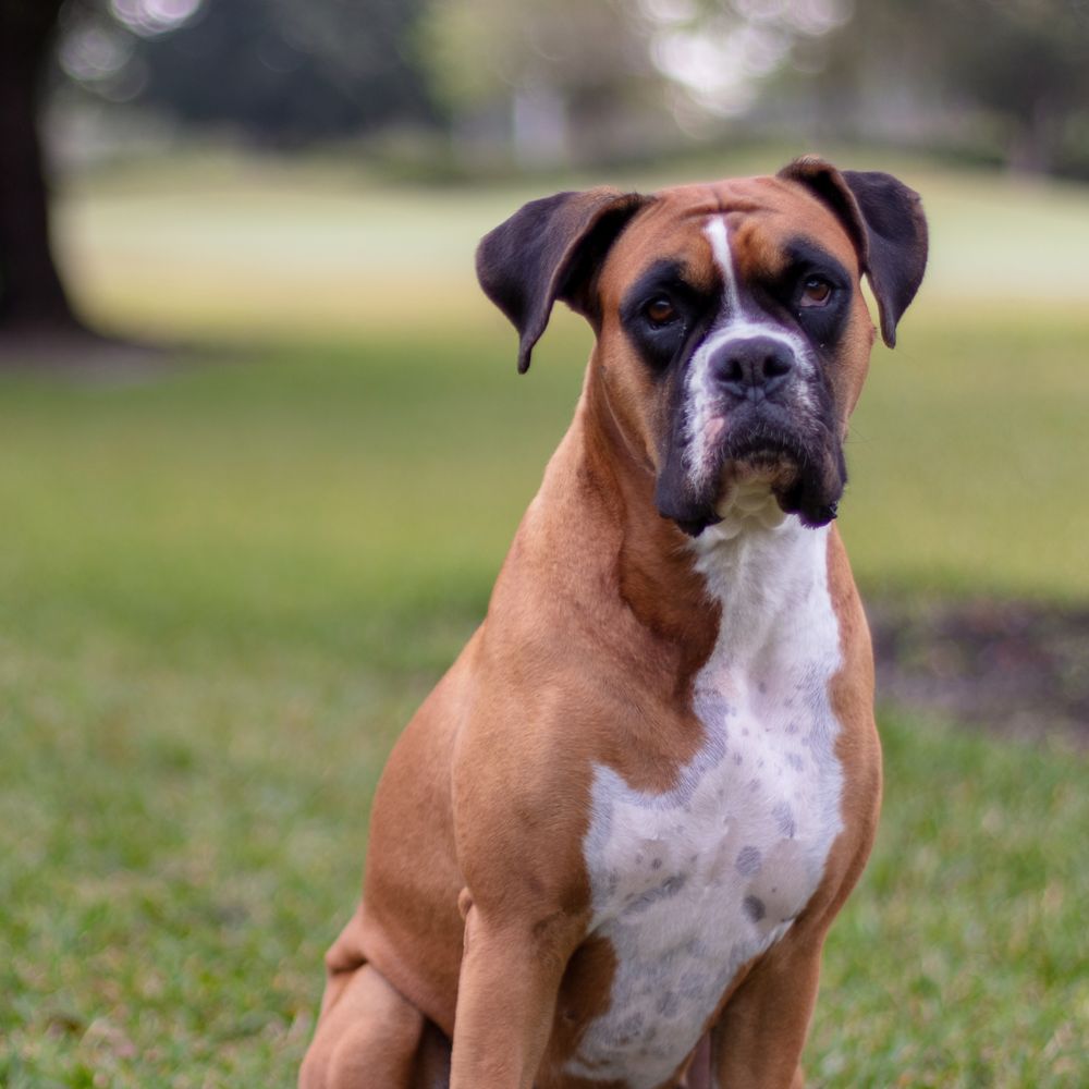 AcuVetDoc - Maya Boxer Dog - Veterinarians Near Me - Royal Palm Beach, Florida AcuVetDoc - Maya Boxer Dog - Veterinarians Near Me - Royal Palm Beach, Florida