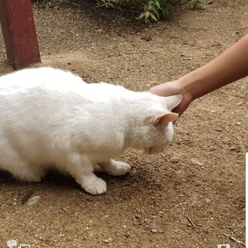 Wildlife Learning Center - Izzy - Zoos Near Me - Sylmar, California Wildlife Learning Center - Izzy - Zoos Near Me - Sylmar, California