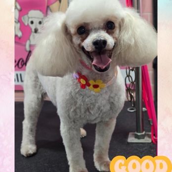 Nicole Dunn Mobile Grooming - Any - Pet Groomers Near Me - Riverside, California