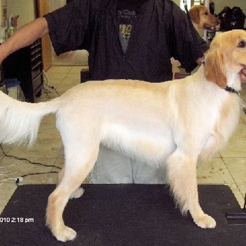 A Plus Style Leash - A Plus Style Leash - Pet Groomers Near Me